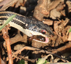 Ptychadena mascareniensis