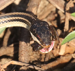 Ptychadena mascareniensis