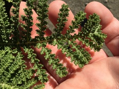 Tanacetum bipinnatum