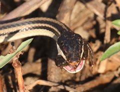 Ptychadena mascareniensis