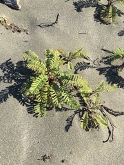 Tanacetum bipinnatum