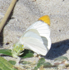 Teracolus agoye agoye