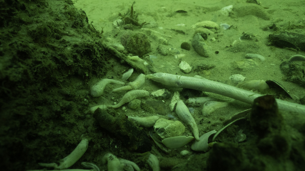 Down's Worm Eel