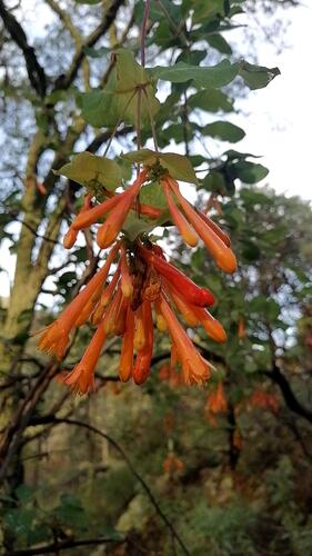 Mexican honeysuckle (Lonicera pilosa)