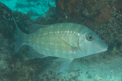 Lethrinus rubrioperculatus