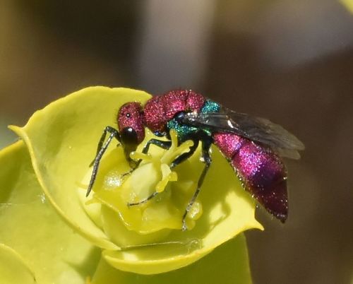 Chrysura cuprea