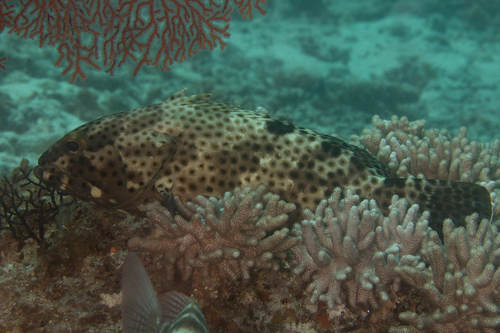 Zwartzadel-tandbaars (Epinephelus howlandi) — Serranidae