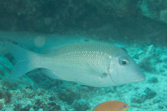 Lethrinus rubrioperculatus