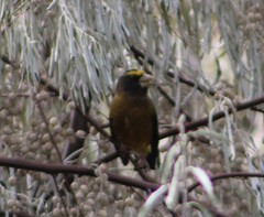 Coccothraustes vespertinus