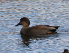 Mareca strepera