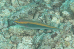 Stethojulis notialis