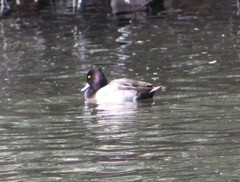Aythya affinis