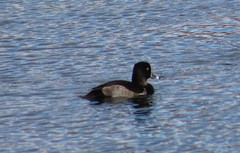 Aythya collaris