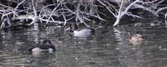 Aythya collaris