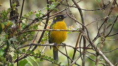 Anisognathus lacrymosus