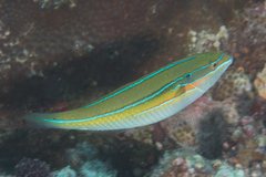 Stethojulis strigiventer