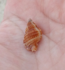 Dulcerana granularis