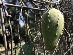 Gonolobus grandiflorus
