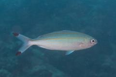 Pterocaesio digramma