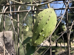 Gonolobus grandiflorus