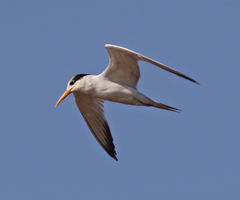 Thalasseus bengalensis