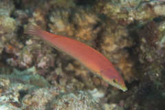 Pseudojuloides splendens