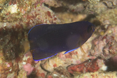 Centropyge fisheri