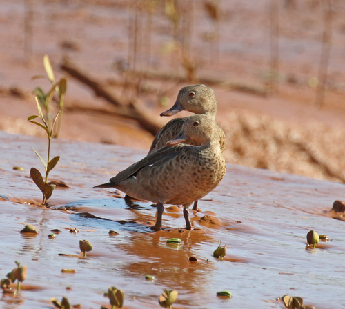 Bernier's Teal