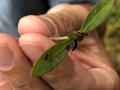 Alticina