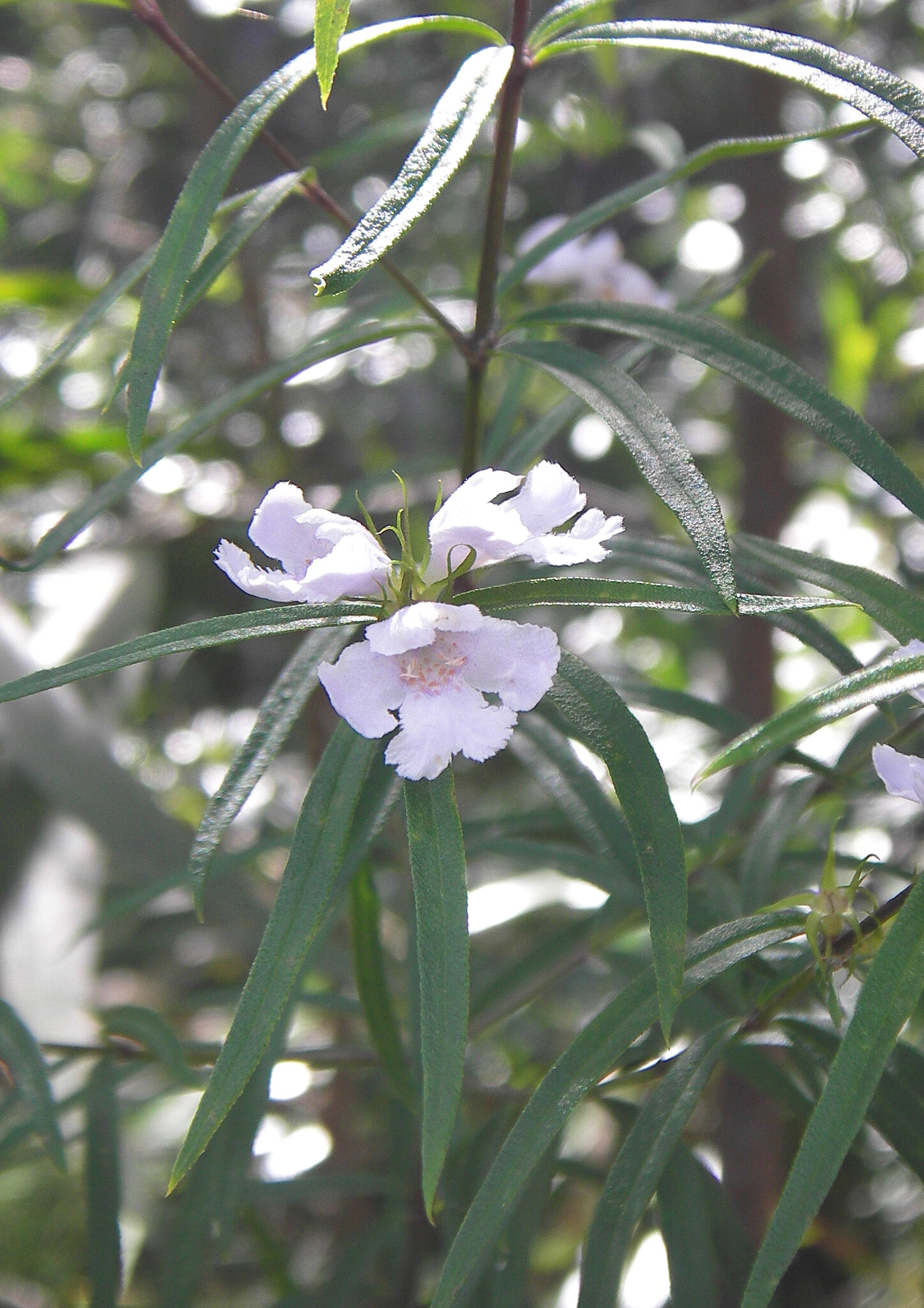Westringia blakeana