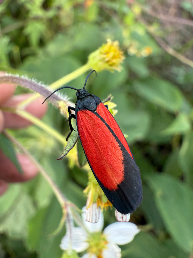 Lycomorpha drucei