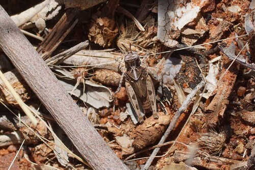 Common Bandwing Grasshopper