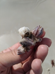 Amphibalanus reticulatus