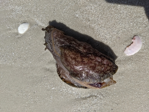 Mottled Seahare