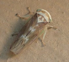 Populicerus formosus