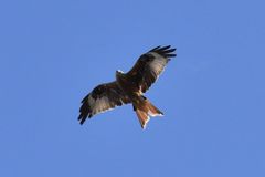 Milvus milvus