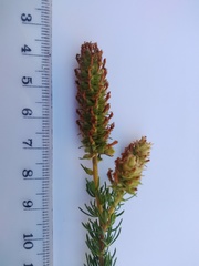 Microdon capitatus