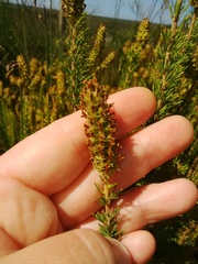 Microdon capitatus