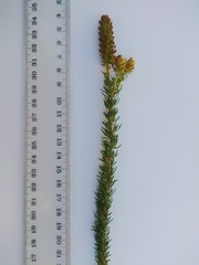 Microdon capitatus