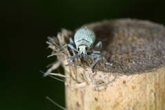 Myllocerina