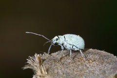 Myllocerina