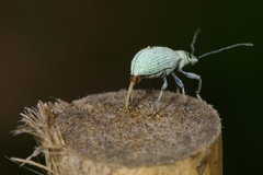 Myllocerina