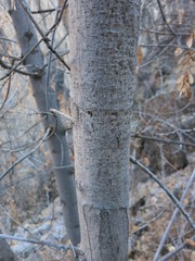 Acer negundo interius