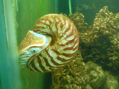 Nautilus pompilius
