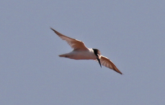 Sternula saundersi