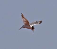 Sternula saundersi