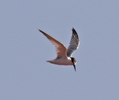 Sternula saundersi