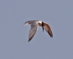 Sternula saundersi