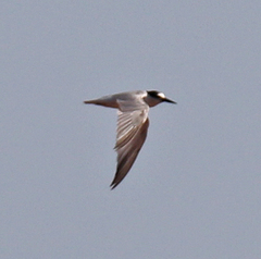 Sternula saundersi