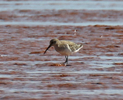 Calidris ferruginea